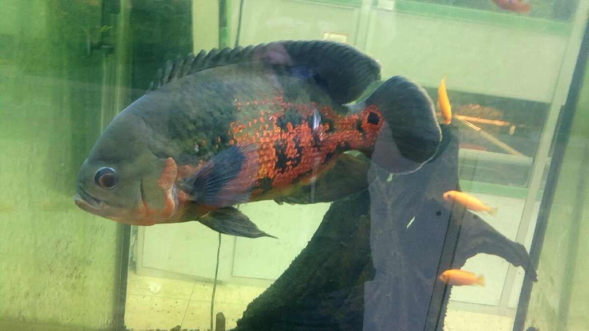 любимец астронотус Емеля, фото моё