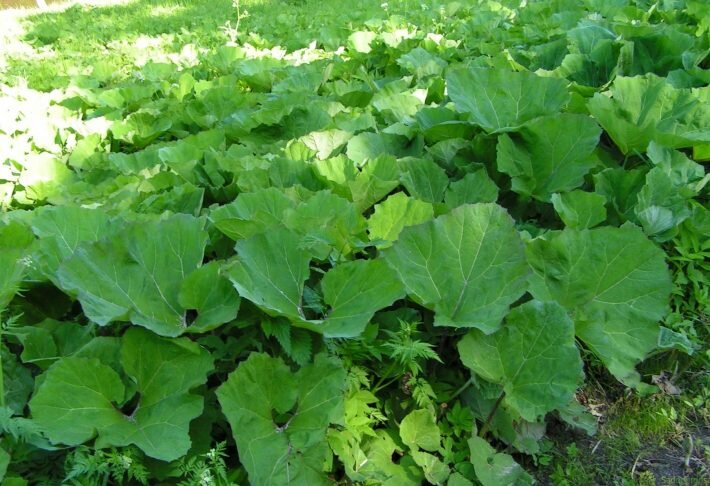 Выбирайте растения первого года жизни, в них больше полезных веществ