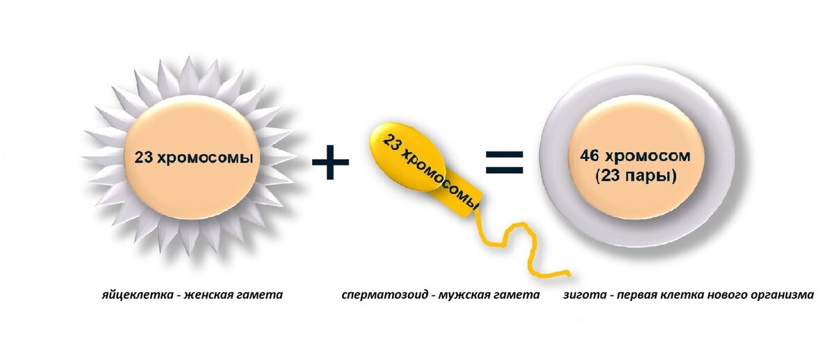 Отсутствие сперматозоидов