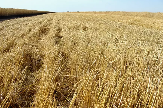 Фото носит иллюстративный характер. Источник seyalka.pro