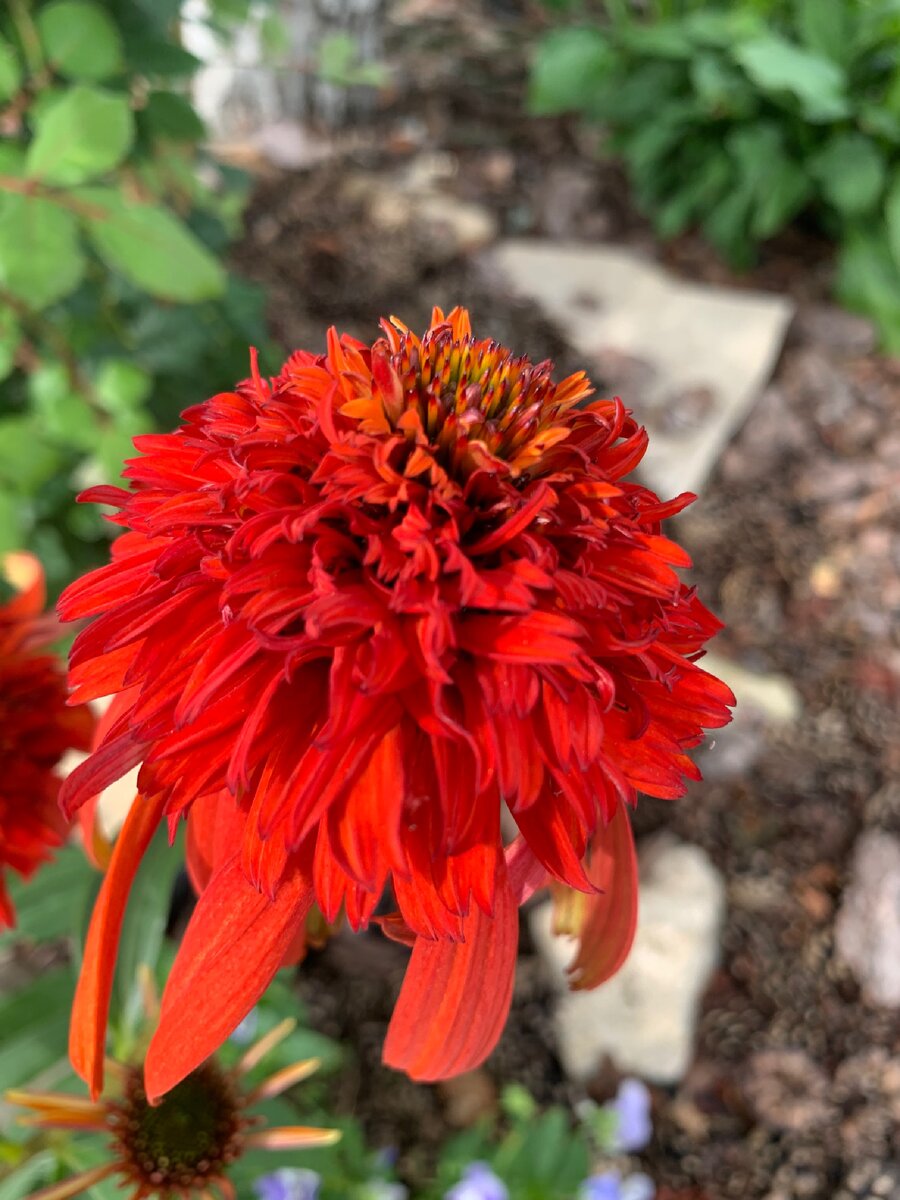 Эхинацея Echinacea Meteor