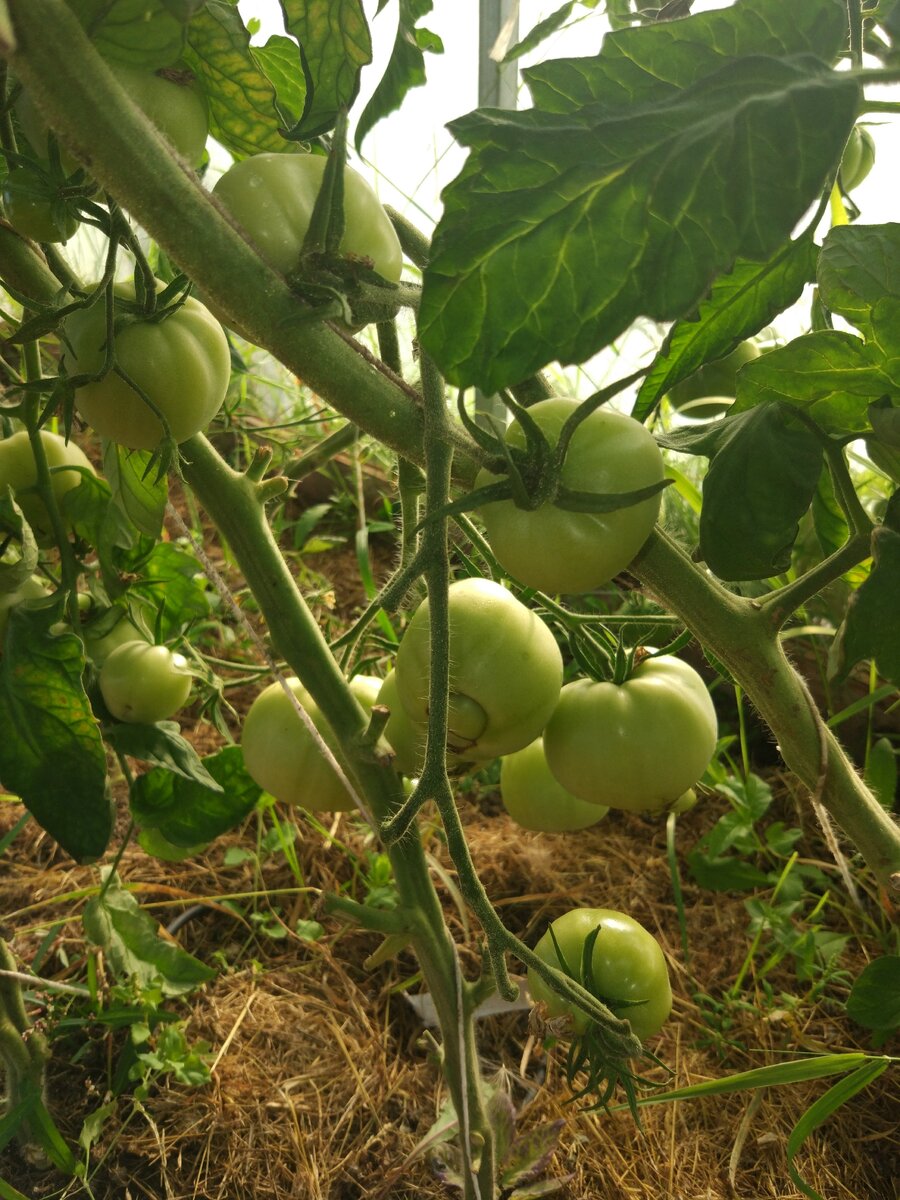 На фото не очень хорошо видно что они белее чем остальные 