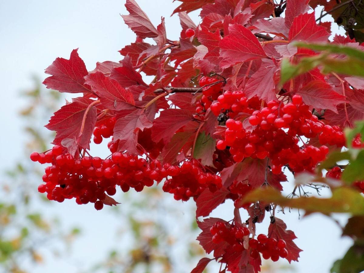 Калина красная фото. Калина обыкновенная красная гроздь. Калина Жолобовская. Калина Ульгень. Калина Ульгень куст.