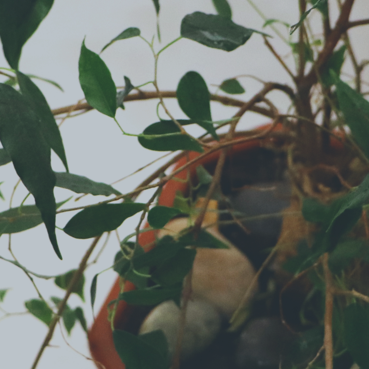 Камни между корнями фикуса