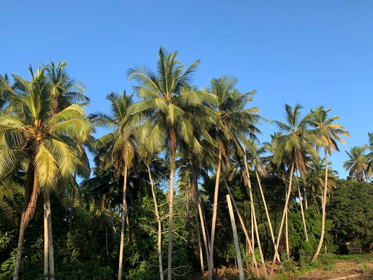 вид на небо и пальмы несколько дней назад