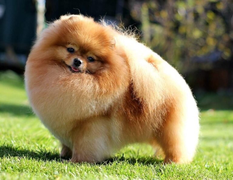 Померанский шпиц. Ну не красавец ли? :) Источник изображения: sobakaspitz.ru