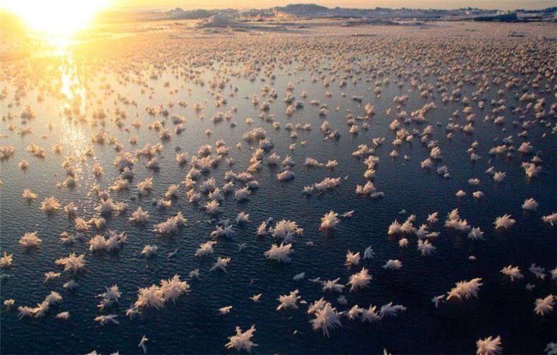 Арктика. Ледяные цветы