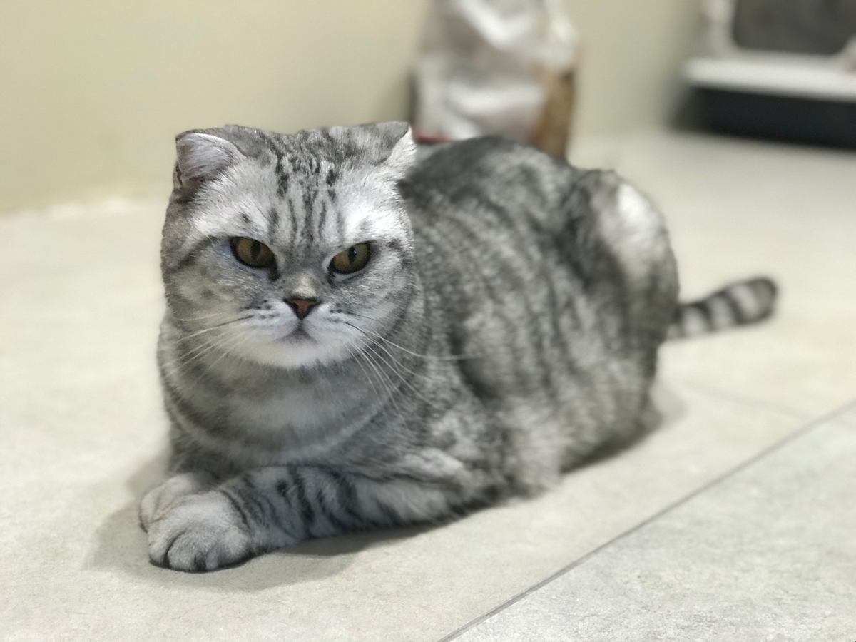 На фото моя гостья Моника, 3 года😺