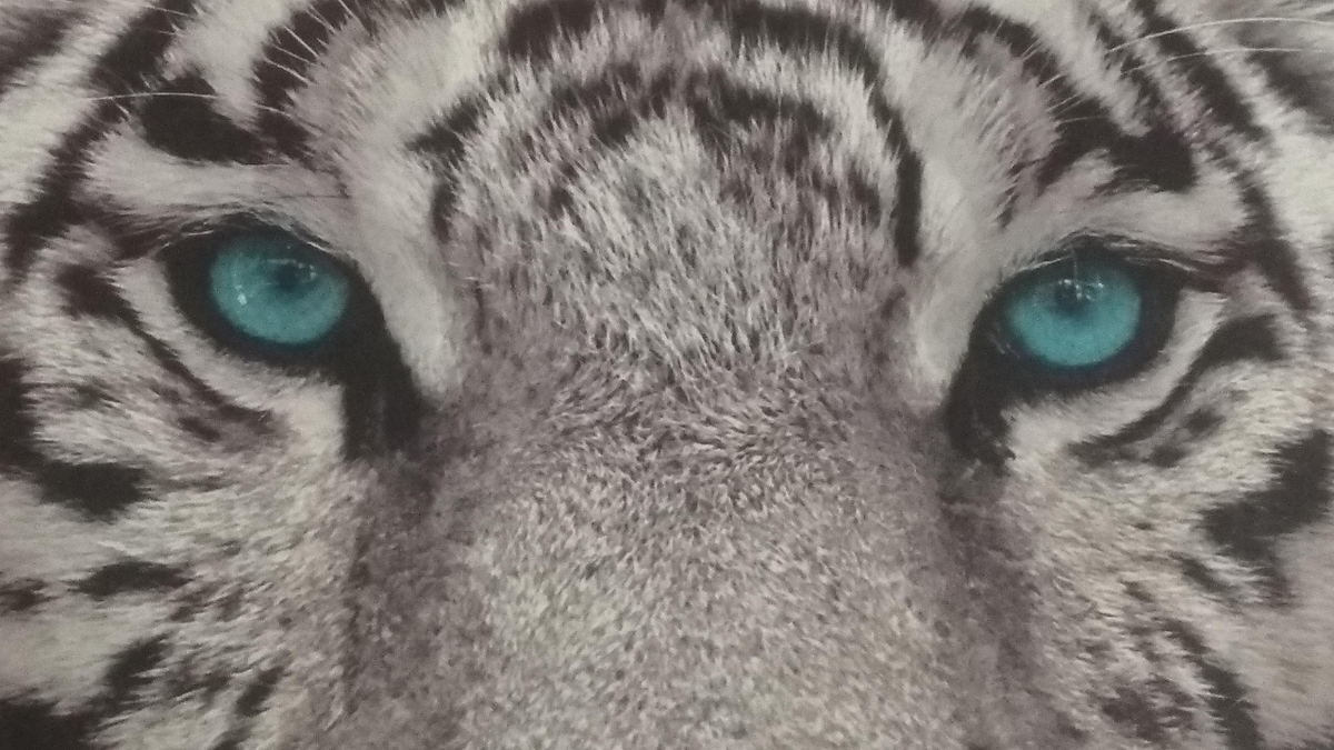 Взгляните в эти глаза - это море и океан. 