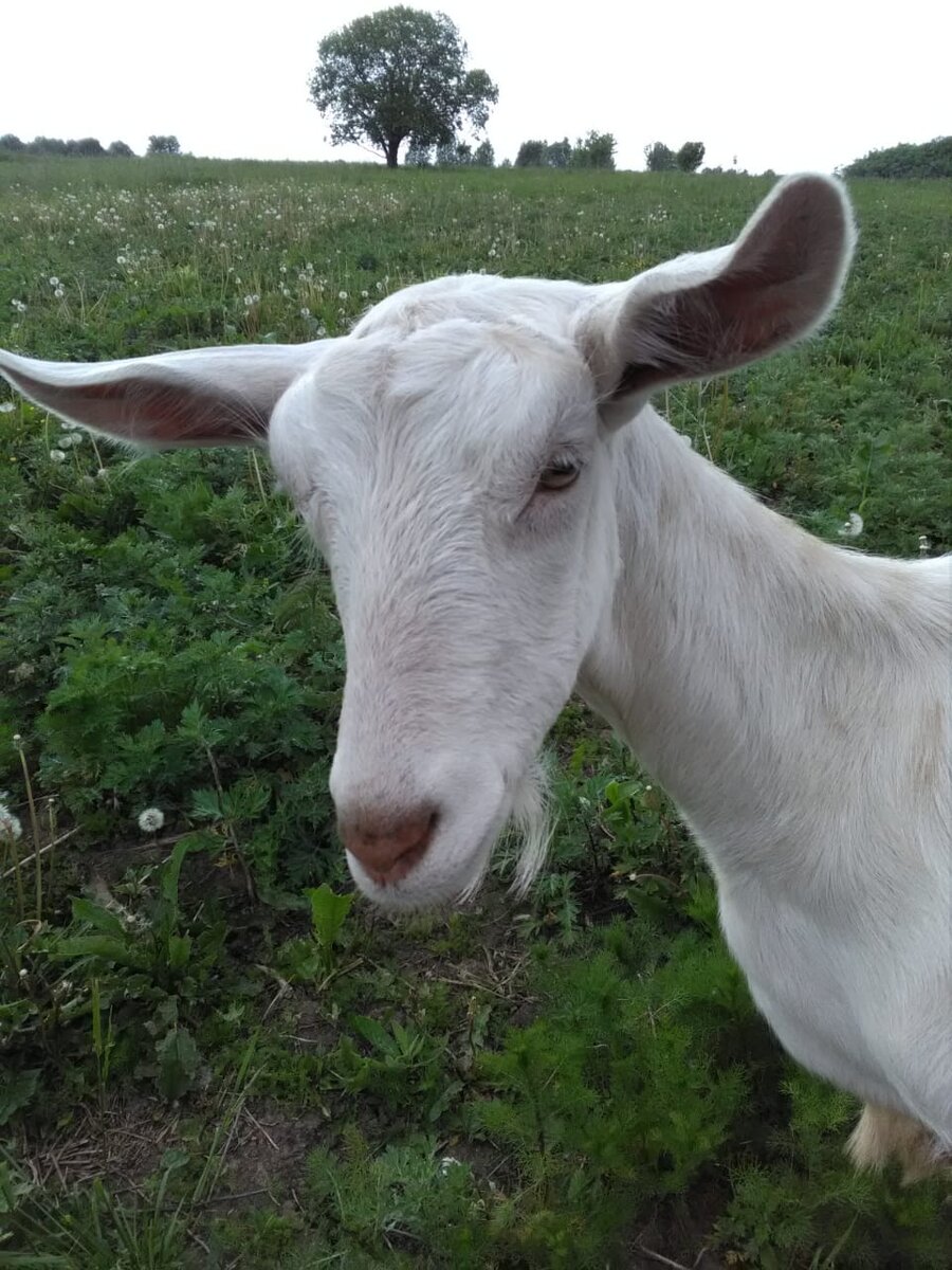 Коза Милка