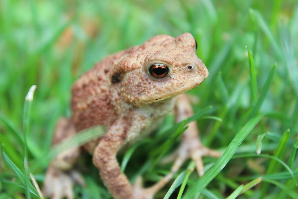 Дачные рассказы