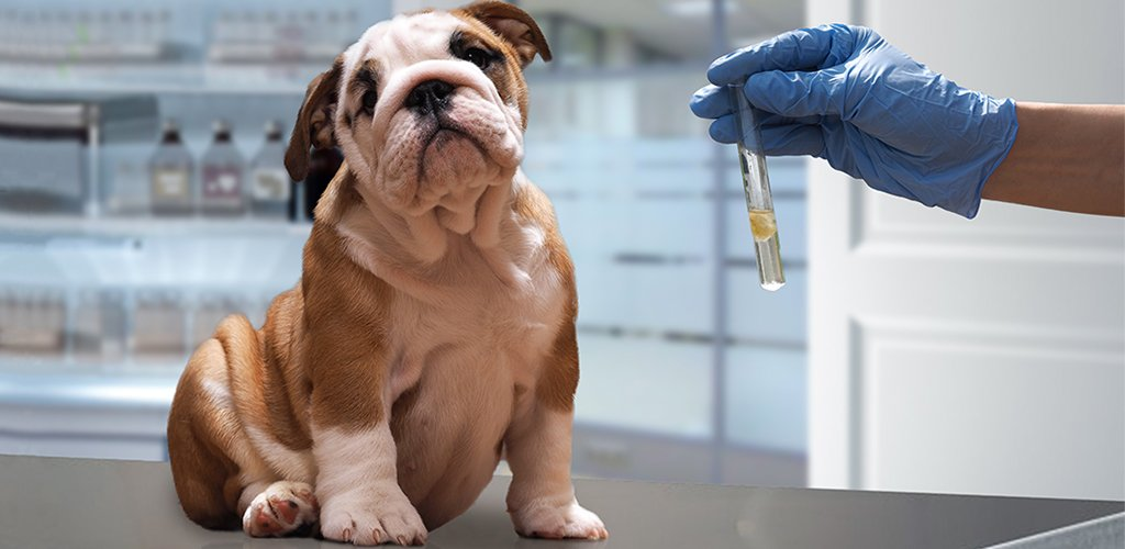 Вовремя поставленная собаке прививка сохранит не только ее здоровье, но и предотвратит ряд заболеваний у домочадцев.
