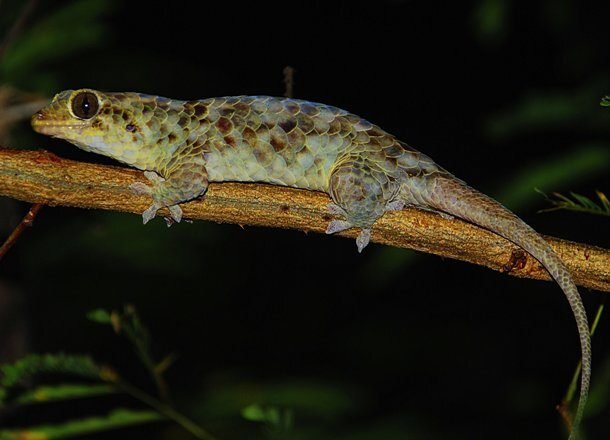 Геккон Geckolepis Megalepis
