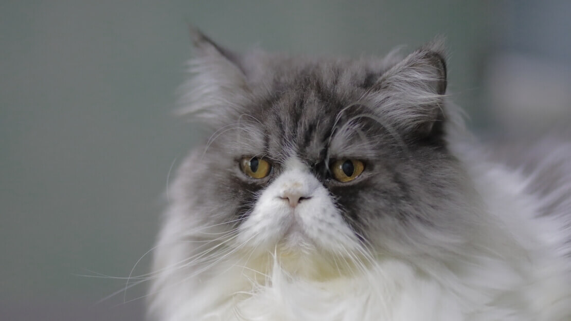 Персидская кошка