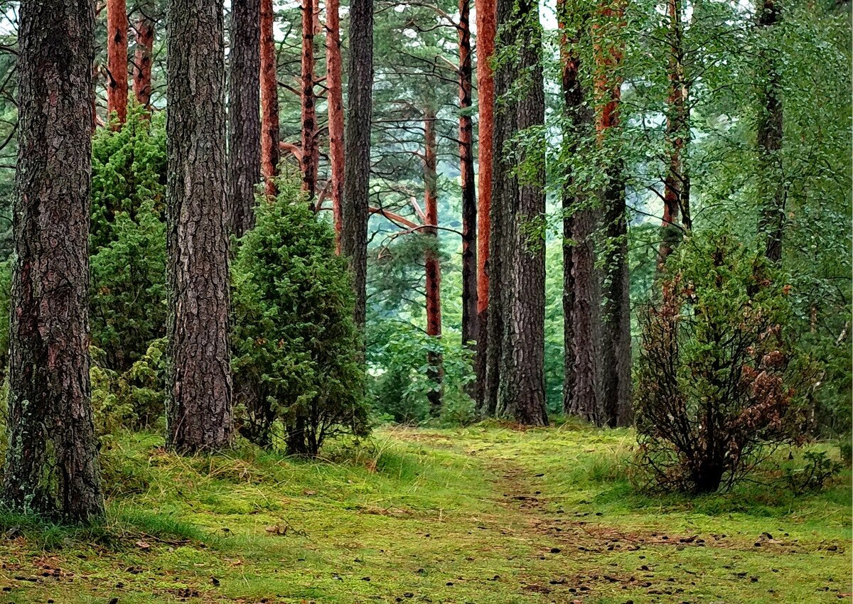  Тайга вообще отдельное государство