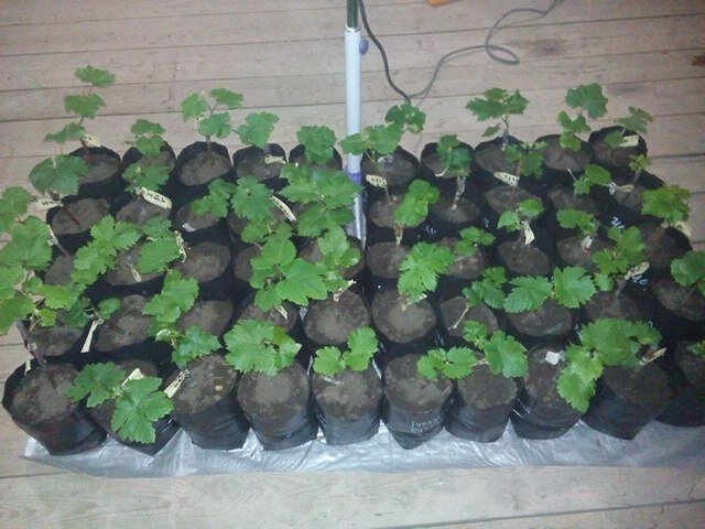 Саженцы винограда для весенней посадки 