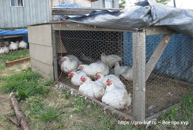 Выращивание цыплят бройлеров в домашних условиях. С чего начать?