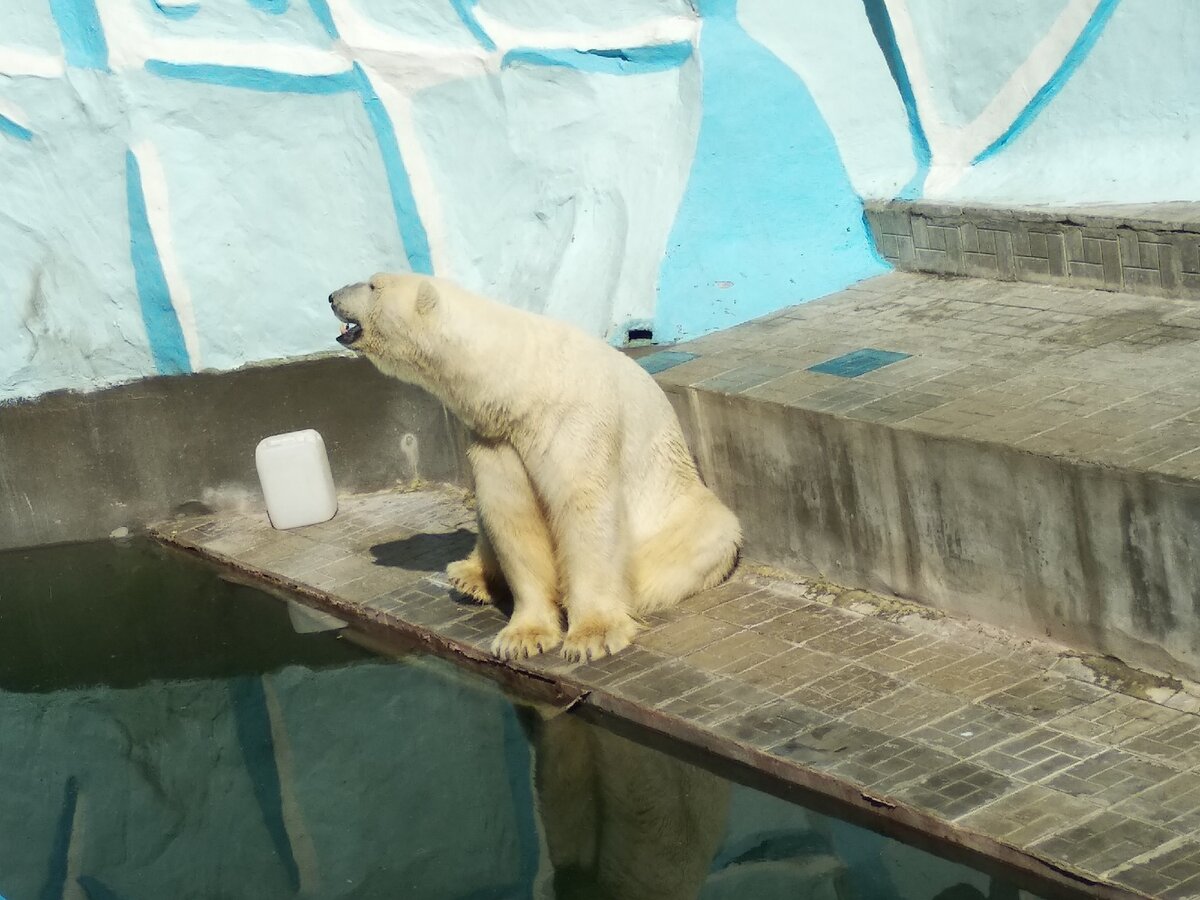 Ростовский зоопарк белый медведь