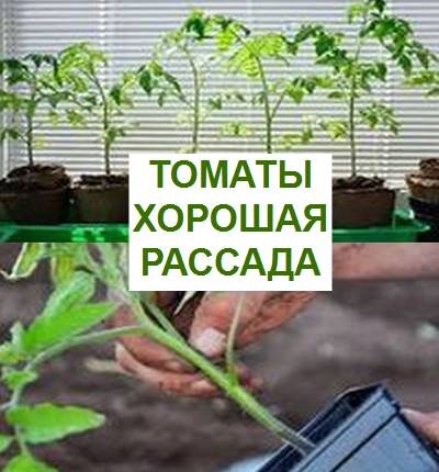  рассада томатов как вырастить