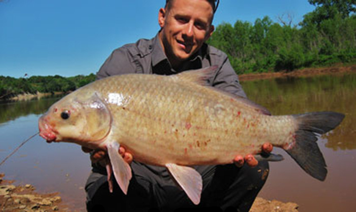 Вот так выглядит большой Буффало. На карася уже не похож. На следующей картинке маленький буффло.