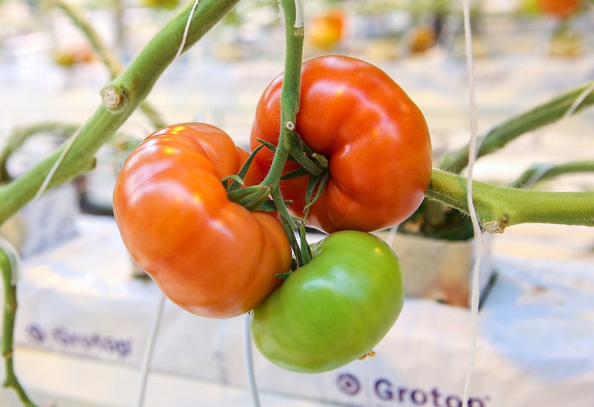 Фто: Москва 24/Лидия Широнина