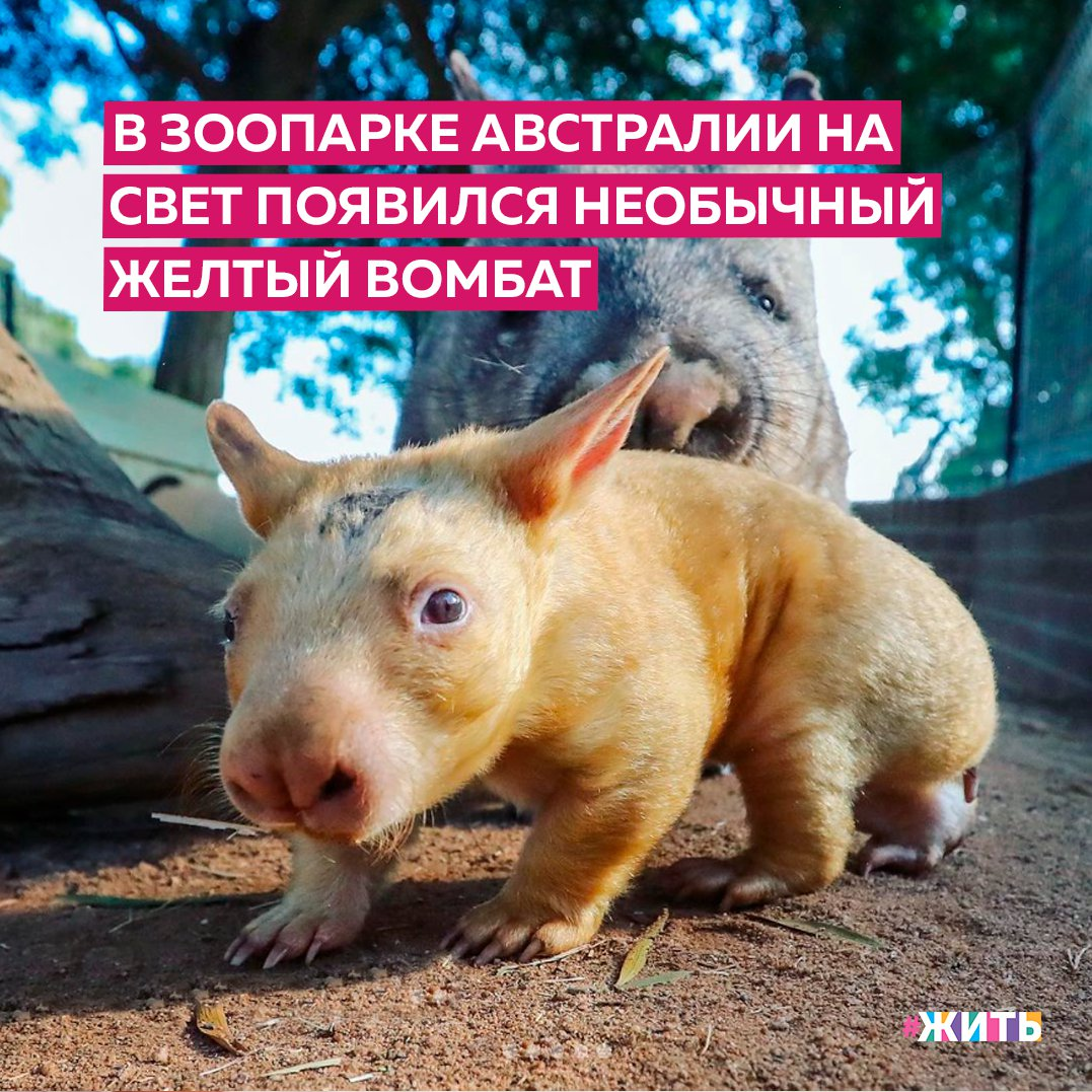 Появление на свет новой жизни - это всегда праздник и незабываемая радость☀ 
Вот и сотрудники одного зоопарка несколько дней назад поделились в соцсетях радостной новостью. Там на свет появился новый детеныш вомбата с очень яркой внешностью😻

Дело в том, что новорожденная девочка оказалось не серой, как ее сородичи, а ярко-желтой. Появление на свет такого необычного зверька стало настоящей сенсацией, и сотрудники зоопарка объявили в соцсетях конкурс на самое лучшее имя для малышки🤗

А как бы Вы назвали этого чудесного малыша? Напишите в комментариях🙌

#жить #проектжить #животные