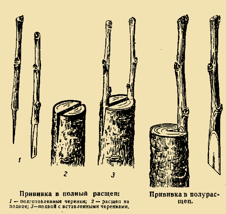 А вот и весна! Что делать в саду и огороде?