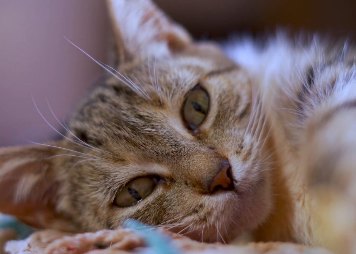 Кот