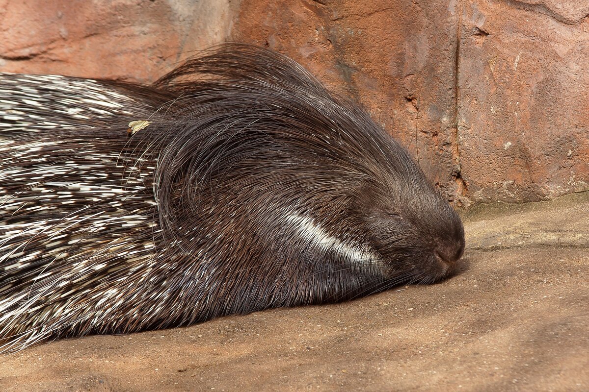 Правда ли, что дикобразы стреляют иглами | Зверски интересно | Дзен
