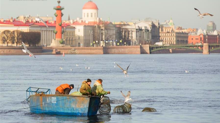 Корюшка санкт петербург стрелка. Корюшки в Неве Санкт-Петербурге. Санкт-Петербург стрелка Заячьего острова корюшка. Корюшка в Неве.