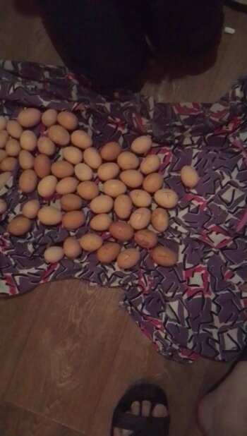 инкубационное яйцо