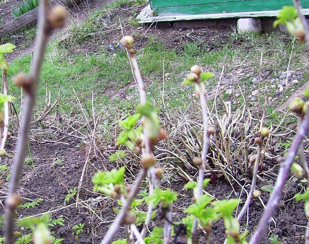 ветки смородины с почковыми клещами . Фото автора многолетней давности. 