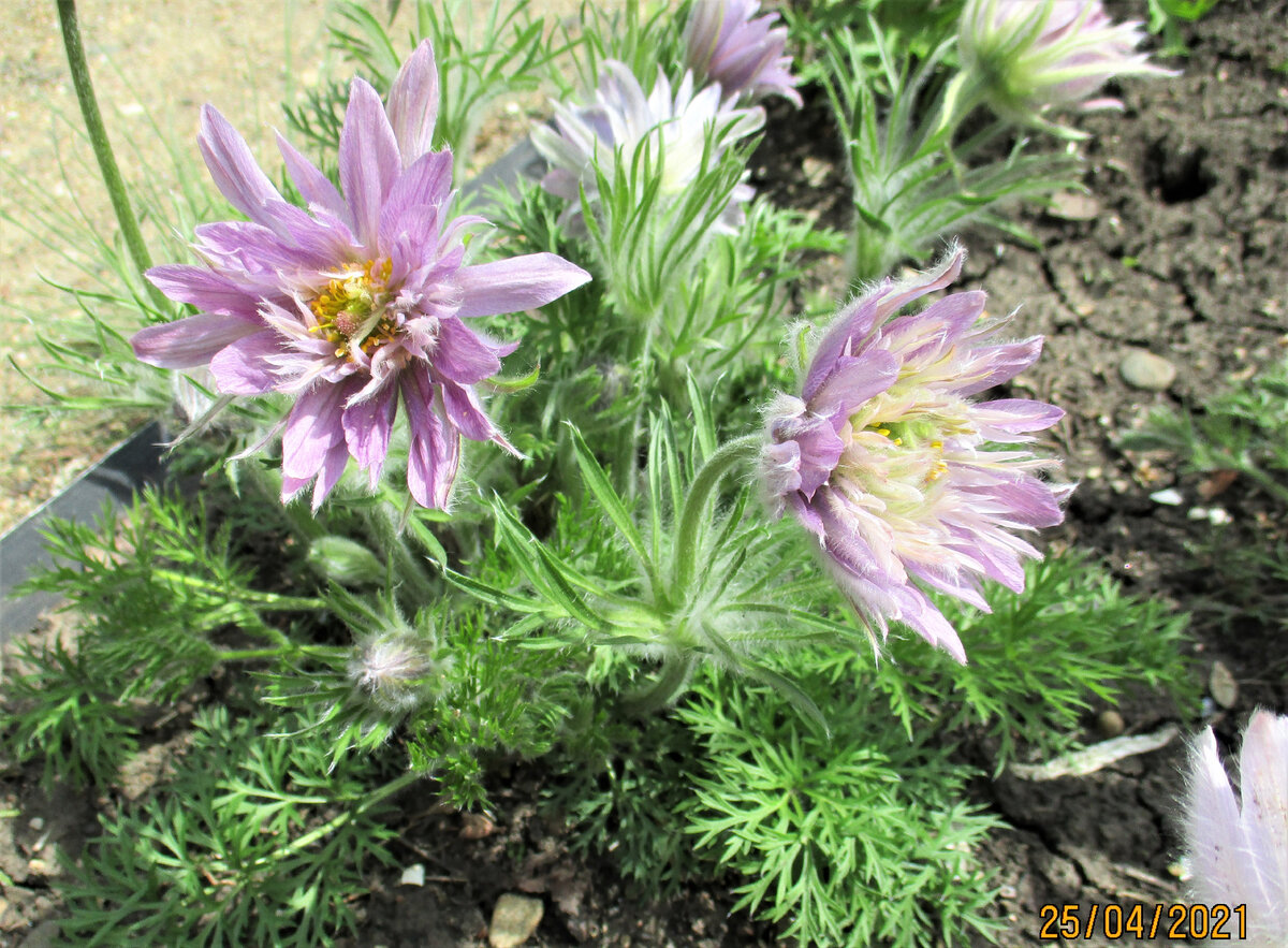 На том цветочке, что справа, срединку не видно. Одни лепестки.