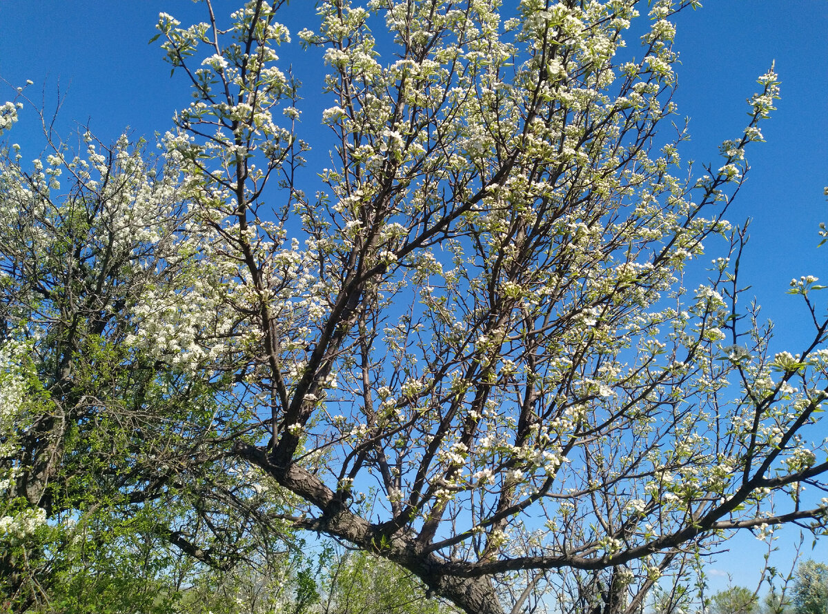 Это груша так цветет