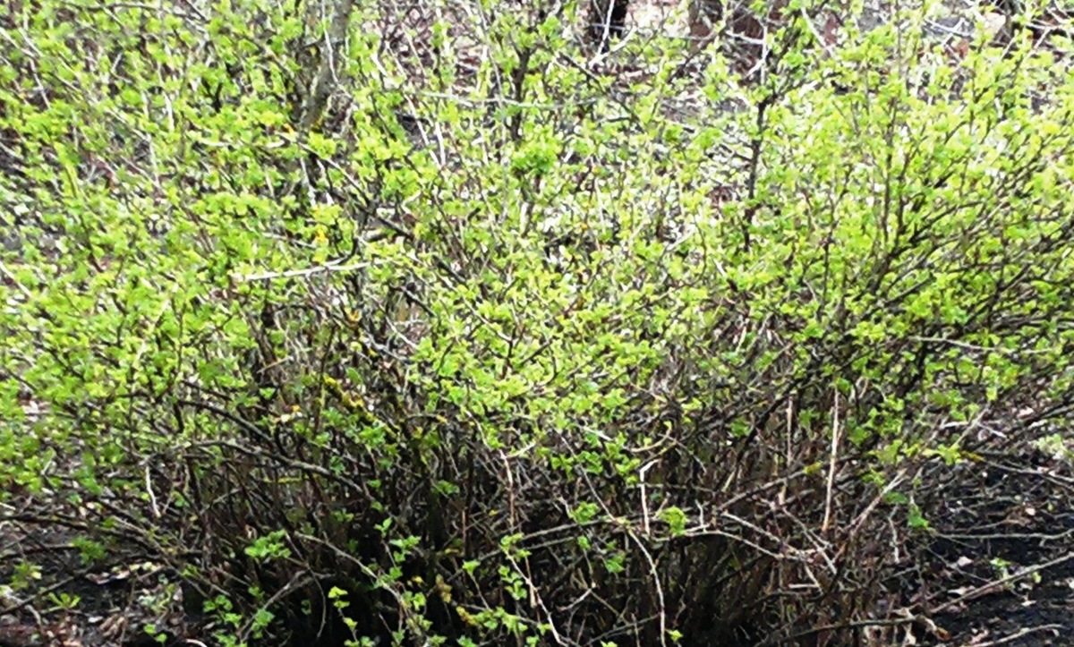 Куст крыжовника. Фото автора статьи