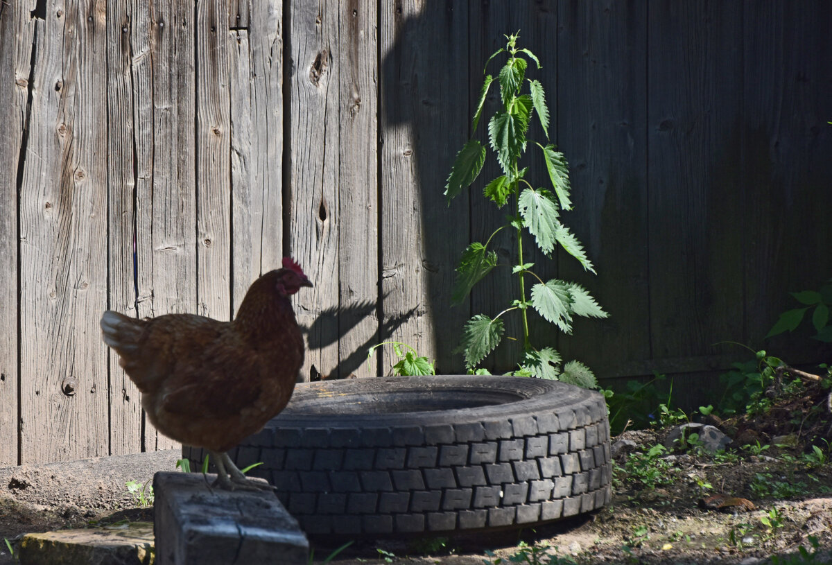 Крапива любит жить рядом с человеком: на заброшенных огородах, задворках домов...