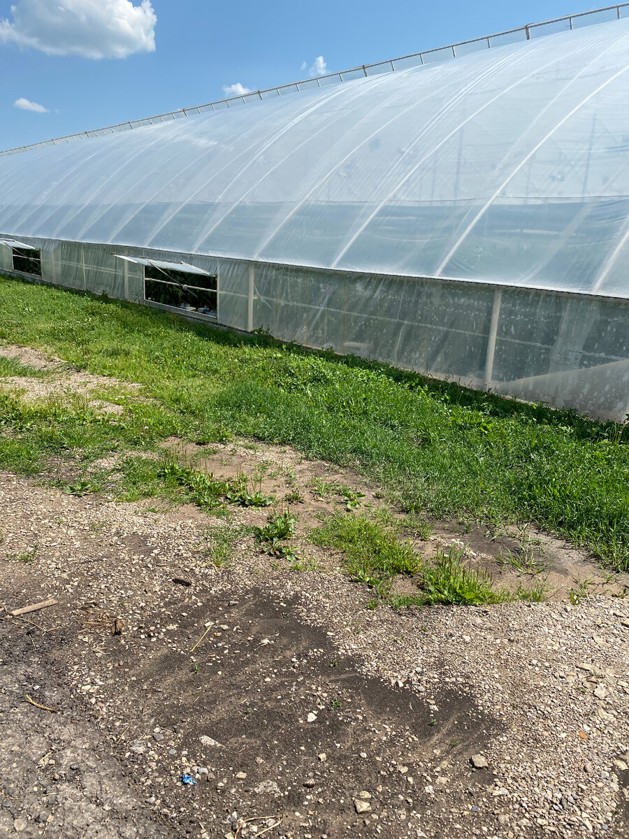 Фото 2. Туннельная теплица с боковым проветриванием (один из вариантов).