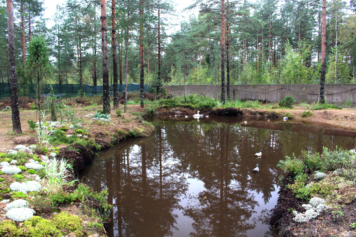 Птицы не настоящие, их сделал дедушка мужа из пеноплекса