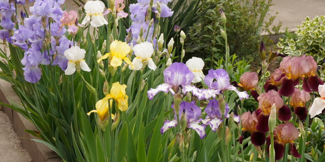 Есть ирисы бордюрные, а есть и бородатые