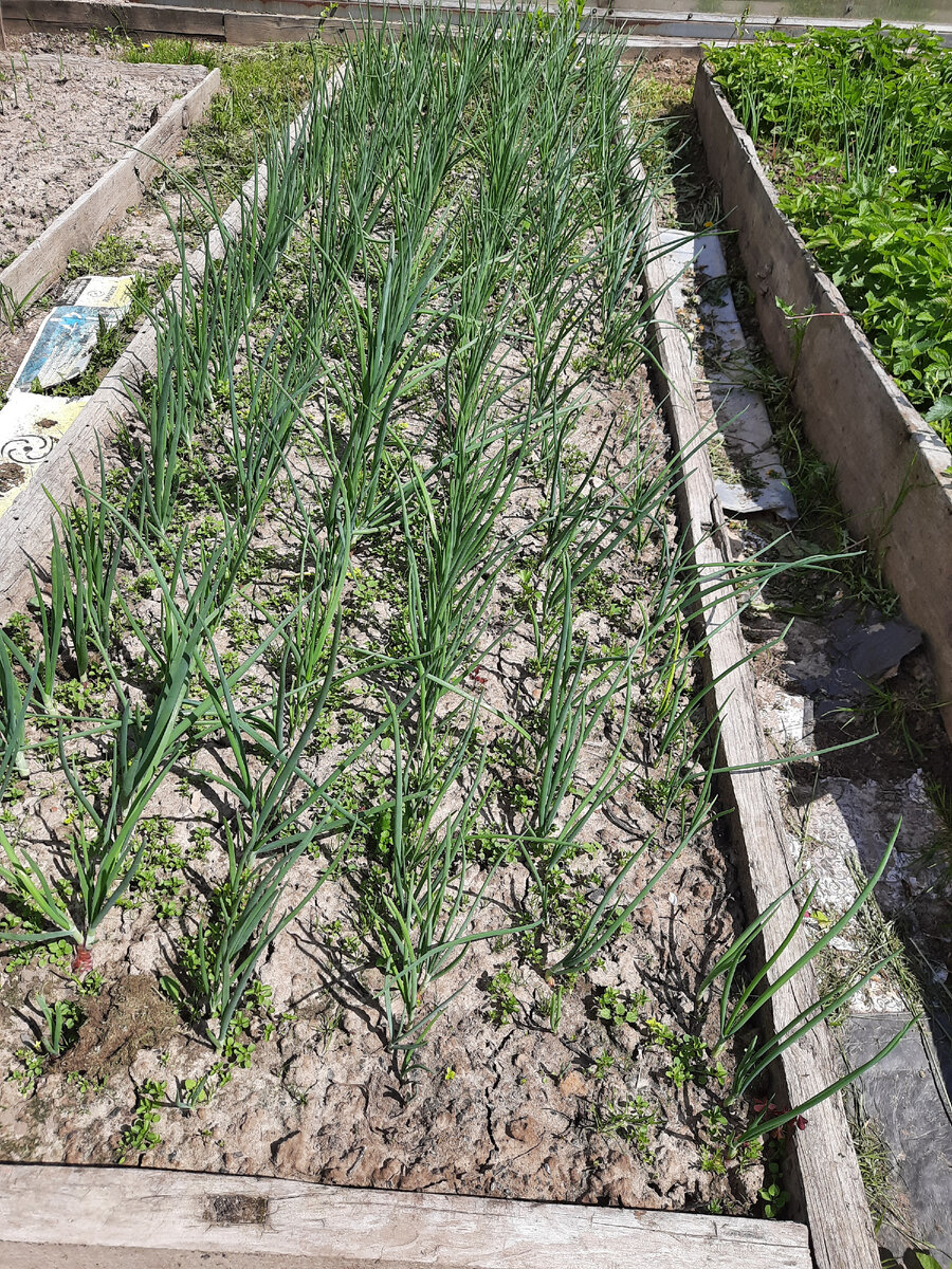 Молоденький лук