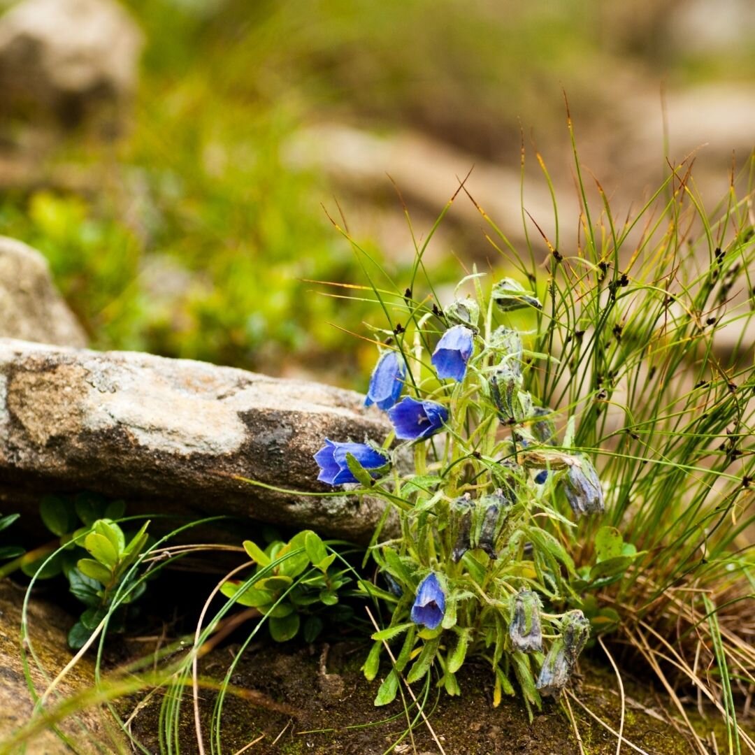 колокольчик