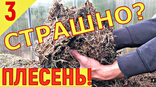 Плесень в мульче! Горячая трава – Активная мульча.