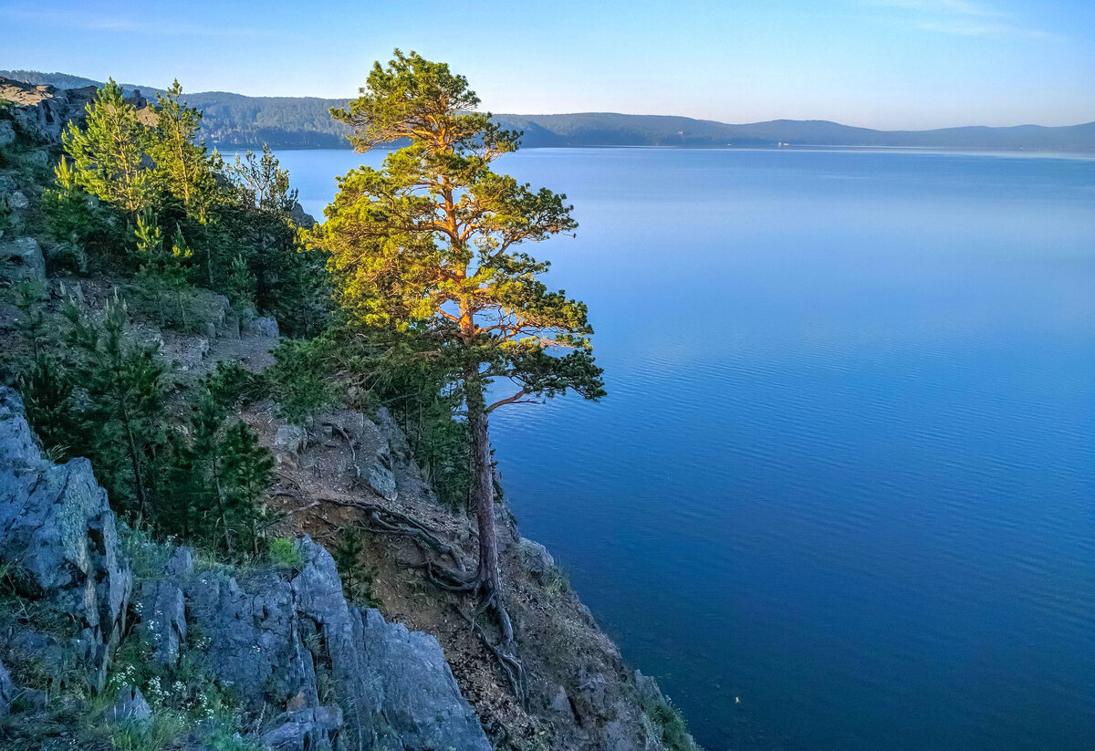 Тургояк сосна