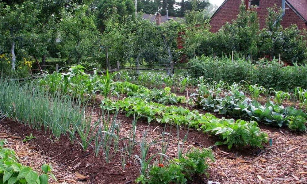 Порядок и ухоженность на грядках