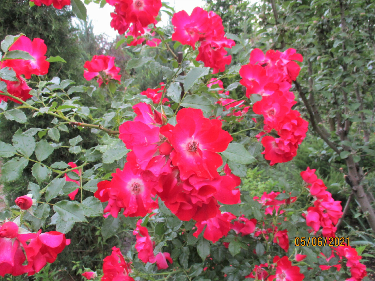 "Дортмунд"- яркая роза, цветёт всё лето.