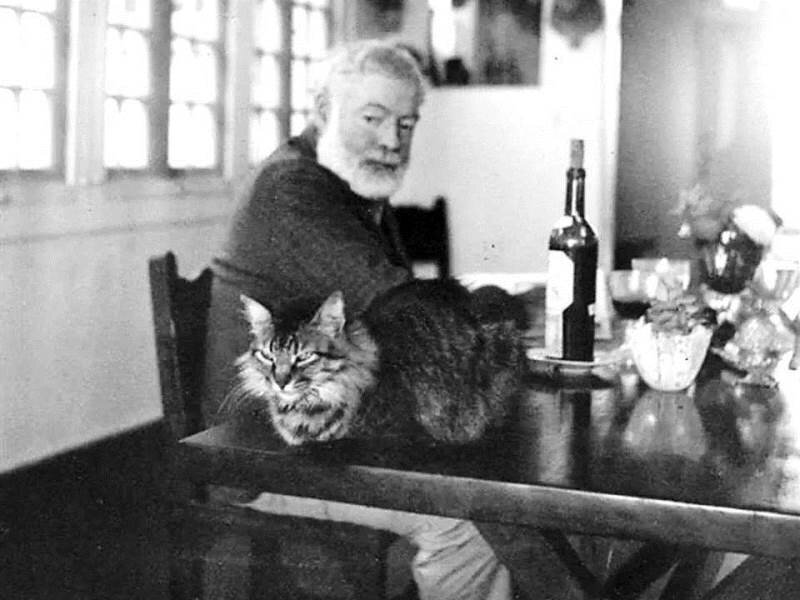 Хемингуэй обожал котов