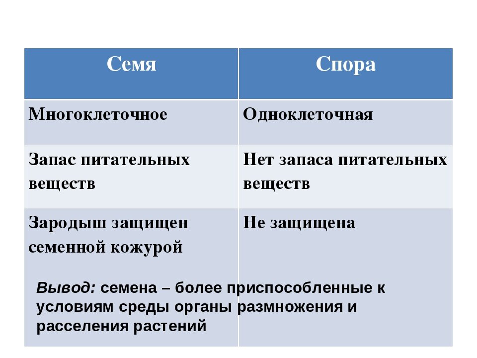 Отличие семян. Отличие спор от семян. Чем спора отличается от семени. Отличие споры от семени. Чем семя отличается от споры.