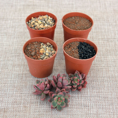 Подготовленные черенки и грунт