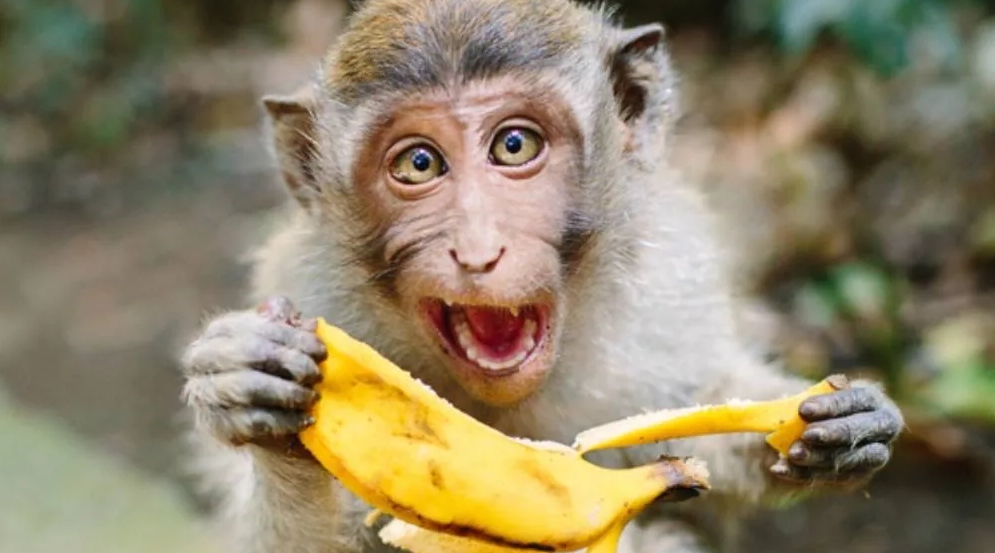 От улыбки обезьяна подавилася бананом. Обезьянка и бананы. Макака с бананом. Обезьяна ест. Бабуин с бананом.