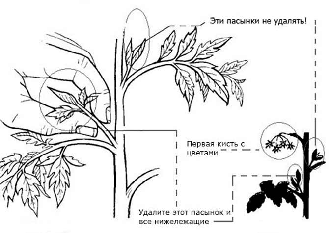 Какие пасынки нельзя удалять у томатов, 4 правила по удалению пасынков, чтобы было больше урожая4